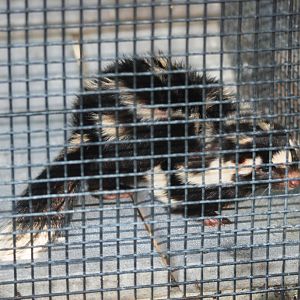 Eastern Spotted Skunk at Busch Wildlife Sanctuary, 14/10/13