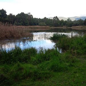 The wetland area of Lilydale Lake