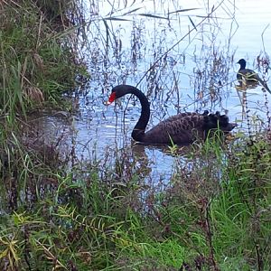 Black Swan and Coot