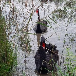 Black Swan - pair