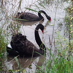 Black Swans
