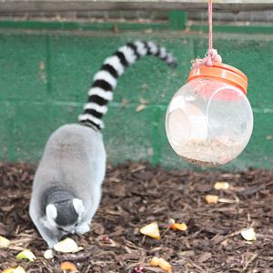Ring-tailed Lemur, 13th September 2013