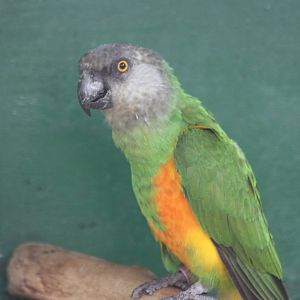 Senegal Parrot, 13th September 2013