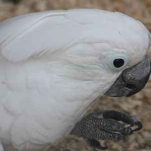 Umbrella Cockatoo, 13th September 2013
