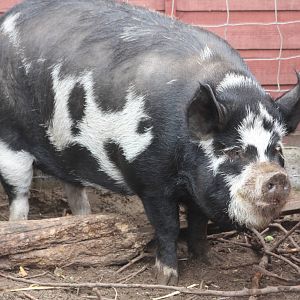 Kune Kune Pig, 13th September 2013