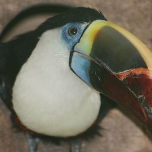 Red-billed Toucan, 13th September 2013