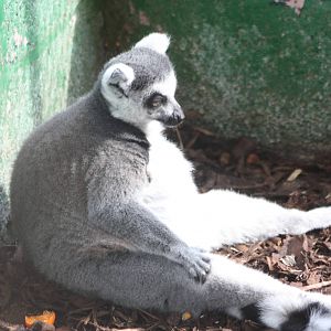 Ring-tailed Lemur, 13th September 2013