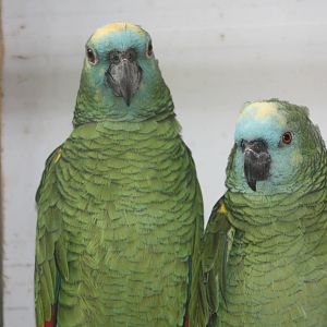 Blue-fronted Amazons, 13th September 2013