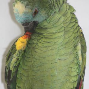 Blue-fronted Amazon, 13th September 2013