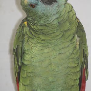 Blue-fronted Amazon, 13th September 2013