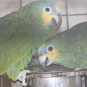 Orange-winged Amazons, 13th September 2013