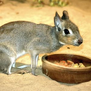 Chacoan mara; Berlin Tierpark; 7th June 2014