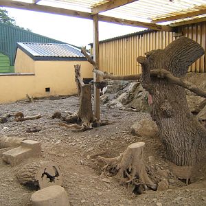 View of Meerkat enclosure