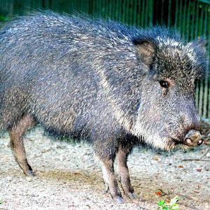 Chacoan peccary; Berlin Tierpark; 7th June 2014