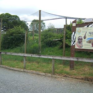 View of Serval enclosure
