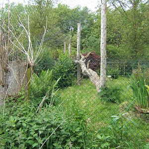 View of Fishing Cat enclosure