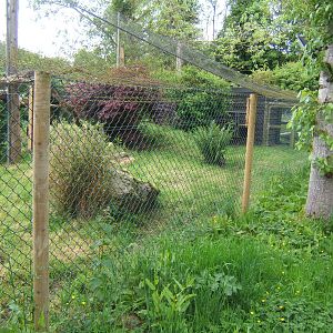 View of Fishing Cat enclosure