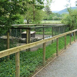 View of Asian Short-clawed Otter holding enclosure