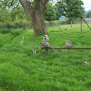 View of part of Ring-tailed Lemur enclosure