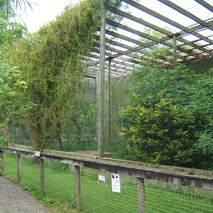 View of Golden Eagle Aviary