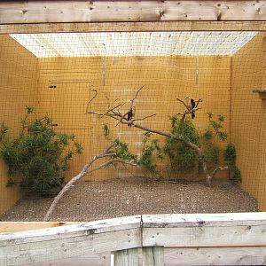 View of Yellow-headed Caracara Aviary