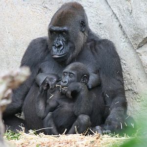 Gorillas