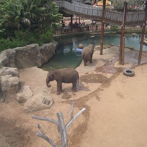 Asian Elephants from the Cablecar