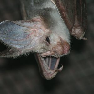 Ghost Bat