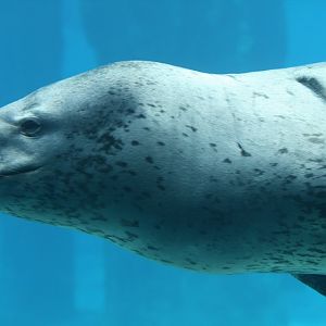 Leopard Seal