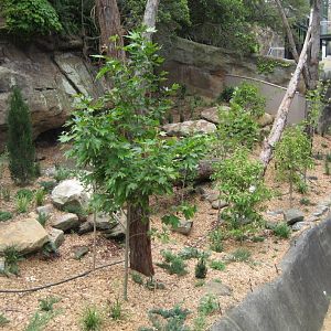 New Red Panda enclosure