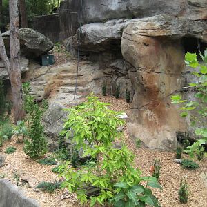 New Red Panda enclosure