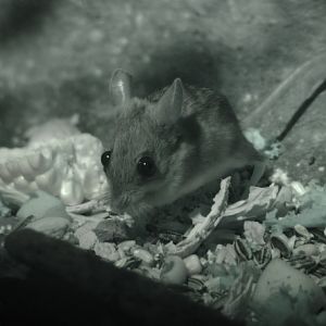 Spinifex Hopping Mouse