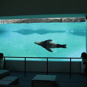 Underwater viewing at Lower Entrance