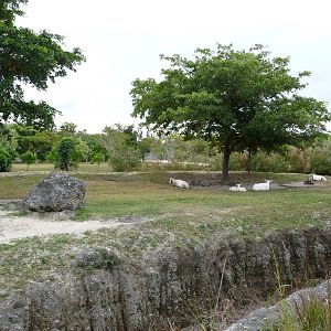 Arabian Oryx Paddock