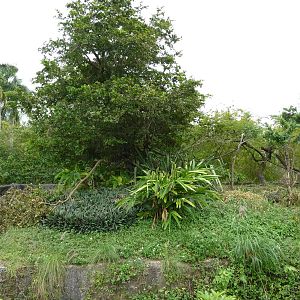 Squirrel Monkey Exhibit