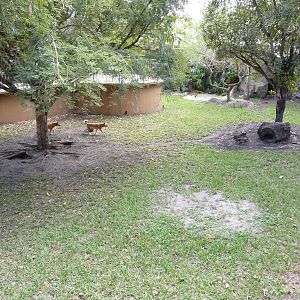 New Guinea Singing Dog Exhibit