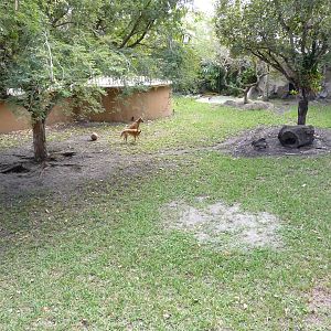 New Guinea Singing Dog Exhibit