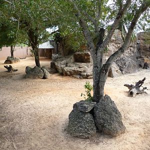 Red Kangaroo Exhibit
