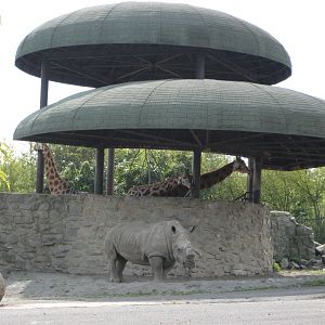 Usti nad Labem White rhino and giraffes