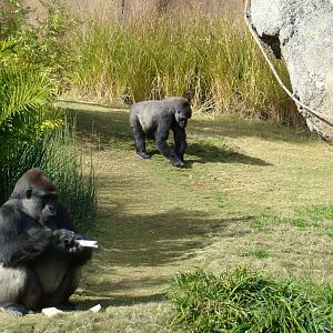 Gorilla Troop at the Los Angeles Zoo