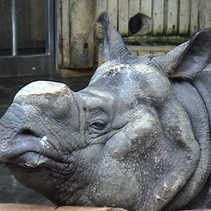 Indian Rhino Bull