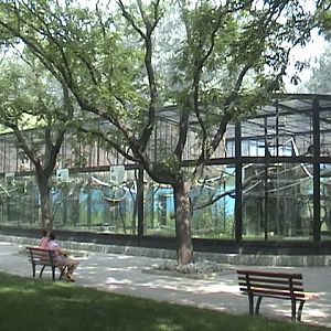 Baboons, Gibbons and Langurs exhibits