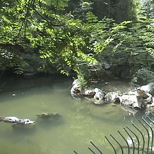 Chinese Alligator Outdoor Pool