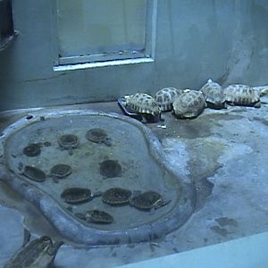 Example of an exhibit in the Reptile House