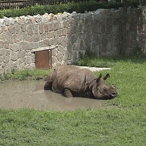 Indian Rhino Outdoor exhibit