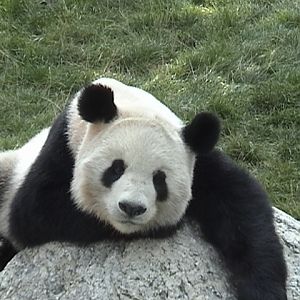 Panda Poser ;)