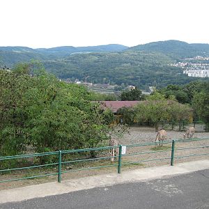 Usti nad Labem Mountain Zebra Exhibit Rock ground
