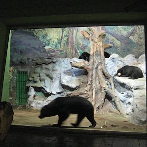 Usti nad Labem Sunbears inside