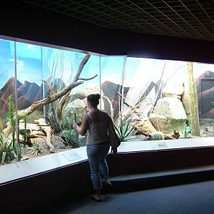 Desert Exhibits - Aquarium Reptile Complex