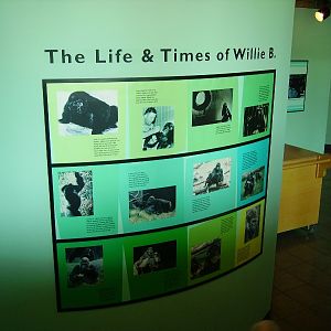 Willie B. Timeline - Ford African Rain Forest